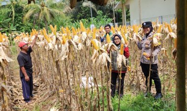 Ketahanan Pangan, Polsek Ciamis Ikut Bersama Poktan Jadimulya Panen Raya Jagung